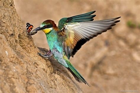 Le guêpier d'Europe est exclusivement insectivore