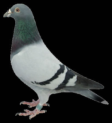 Le pigeon empaillé de Louis se nomme: