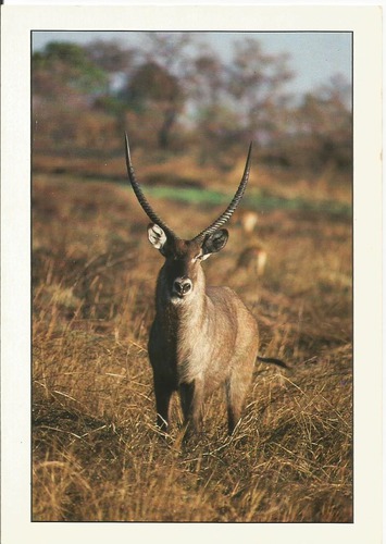 Cette antilope est :