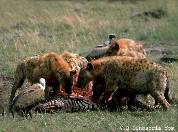 Jusqu'à combien de kilos de viande une hyène peut-elle manger au cours d'un repas ?