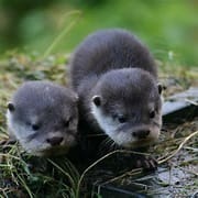 Nom du bébé loutre ?