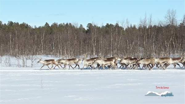 Quand ils migrent, quelle distance les rennes peuvent-ils parcourir chaque année pour trouver à manger ?