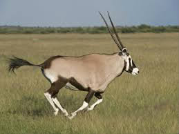 Les cornes d'un oryx mâle mesurent environ...?