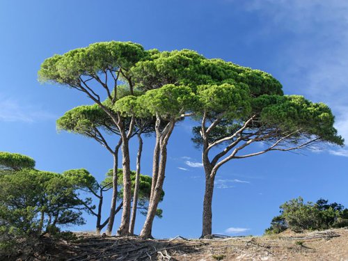 Cet arbre résineux se rencontre dans plusieurs régions du monde et à différentes altitudes.