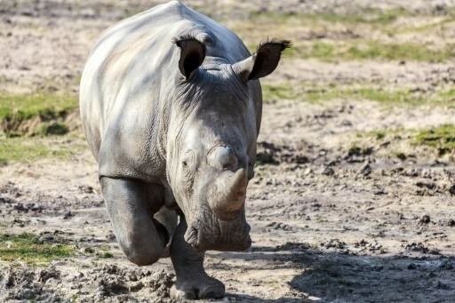 En 2017, un drame s’est produit au Parc de Thoiry : un rhinocéros a été tué par un braconnier pour sa corne. Comment s’appelait ce mâle ?