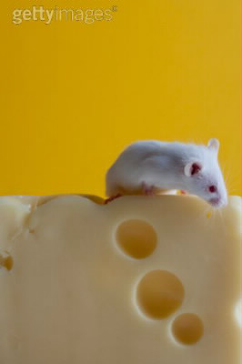 Les souris raffolent-elles du fromage ?
