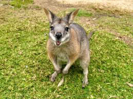Un wallaby est-il + ou - grand qu'un kangourou ?