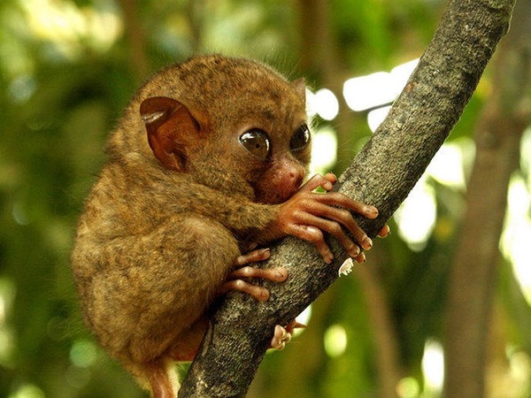 Petit primate originaire de l'Asie du Sud-est !