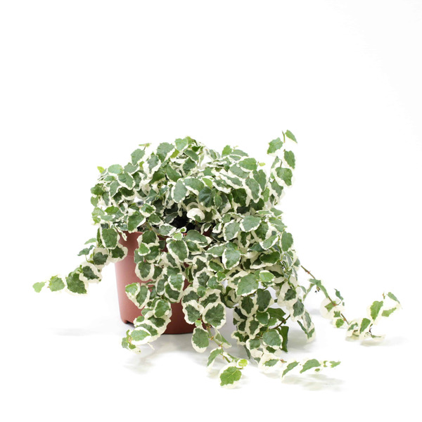 Donnez le nom usuel et le nom botanique de cette plante ?