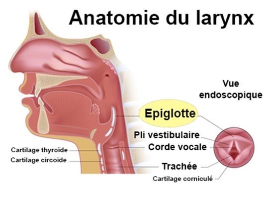 Qui surveille l'ouverture du larynx dans le pharynx ?
