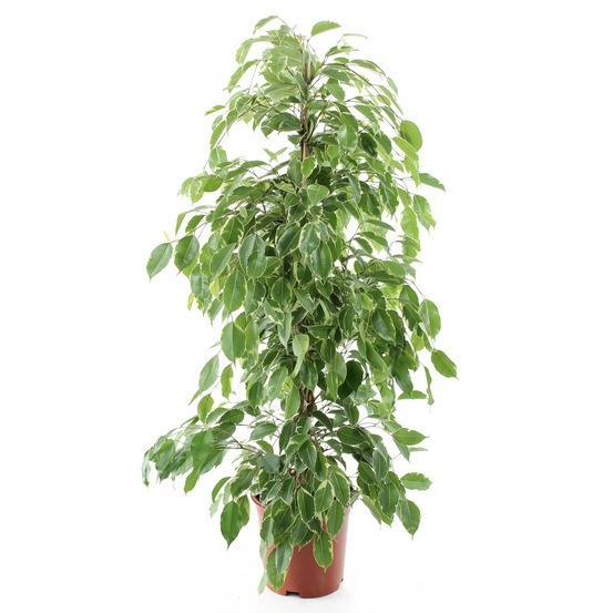 Donnez le nom usuel, le nom botanique et la famille de cette plante :