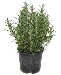Donnez le nom usuel de cette plante ?