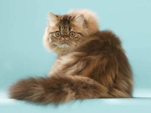 Le persan est une race de chats à poils…