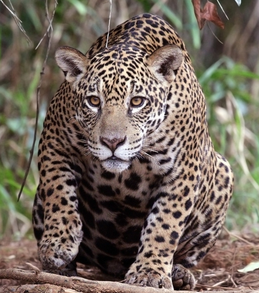 Jaguar ou léopard, un indice je vis sur le continent américain.