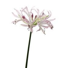 Donnez le nom usuel, le nom botanique et la famille de cette plante ?