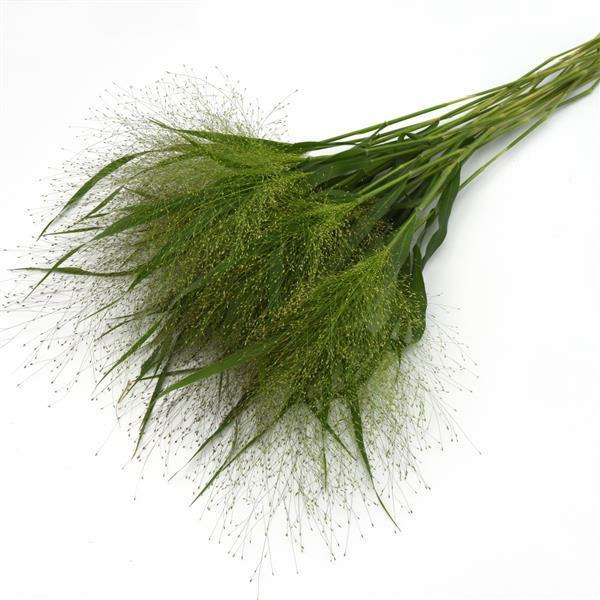 Donnez le nom usuel et le nom botanique de ce feuillage ?