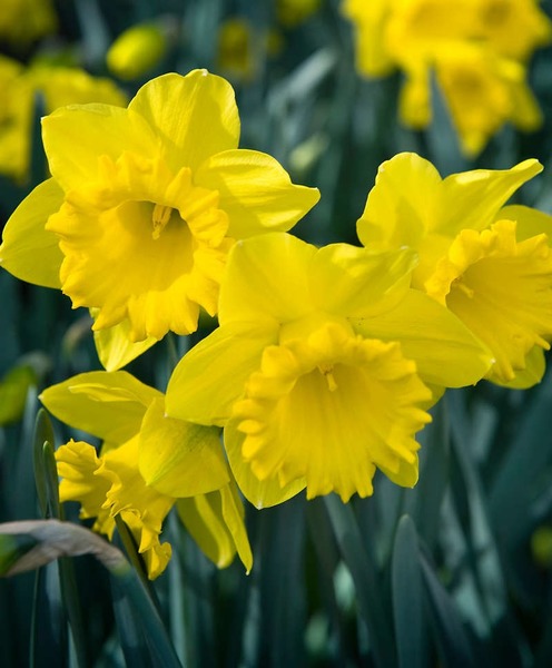De quelle famille fait partie la Narcisse et la Jonquille :