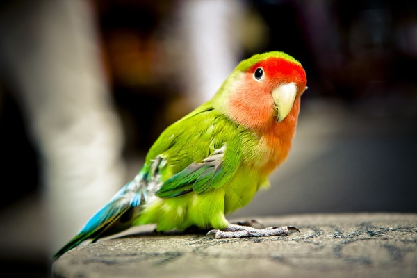 Les cacatoès sont des oiseaux particulièrement attrayants. Ils possèdent une ouïe très développée qui leur permet de reproduire des mots ou des sons qu’ils entendent.