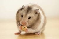 Qu'est-ce qu'un hamster ne peut pas manger ?
