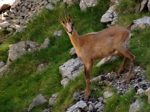 Lequel de ces animaux sauvages vit exclusivement dans les Pyrénées ?