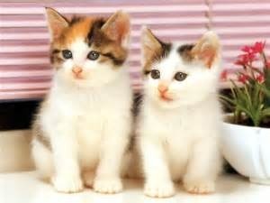 Quelle est la race de chats qui a les poils noirs et les yeux bleus ?