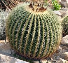 Donner le nom commun de cette plante ?