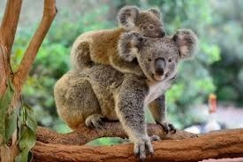 Le koala est un animal qui vit uniquement en Australie. Il se nourrit…