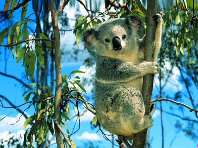 Que mange le koala ?