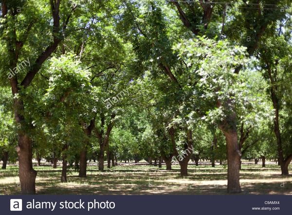 Le pacanier est l’arbre symbole du Texas ?