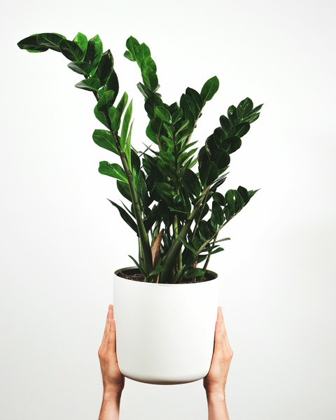 Donnez le nom usuel et le nom botanique de cette plante ?
