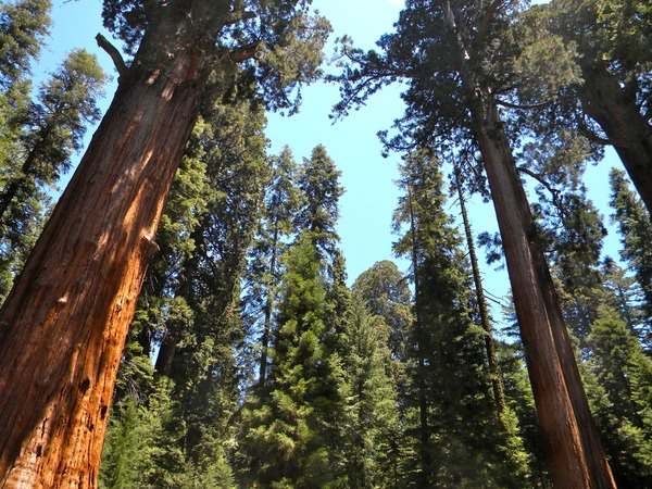Le séquoia géant est une espèce endémique, que l’on trouve seulement :