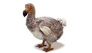 Le dodo n'a jamais existé. C'était une invention.