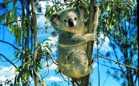 Quel est l'animal qui vit en Australie ?