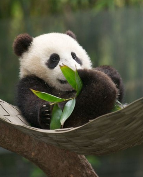 Le panda est le symbole de quelle association ?