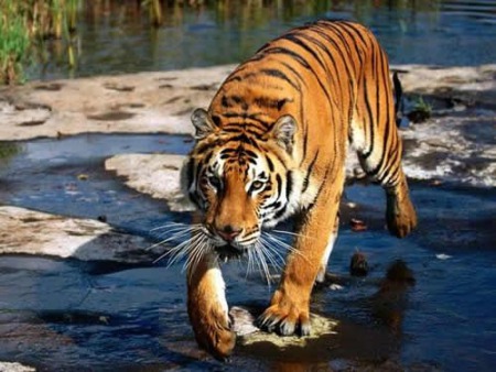 Le tigre de Java a disparu à cause de l'homme.