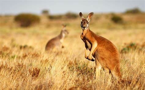 La plupart des kangourous sont ...