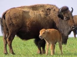 Le bison d'Amérique du Nord est une espèce disparue