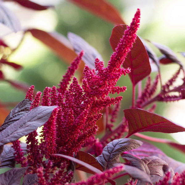Donnez le nom usuel, le nom botanique et la famille de cette fleur :