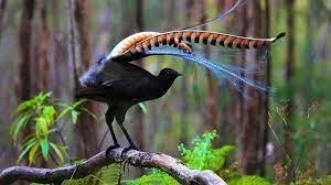 Cet oiseau vit dans l'Est de l'Australie, il est le plus incroyable imitateur de tous les oiseaux du monde !