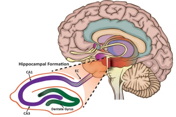 Les plaques amyloïdes sont principalement localisées dans le néocortex et .....