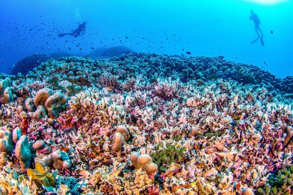 Le plus grand corail du monde a été découvert dans l'océan Pacifique. Combien mesure-t-il ?