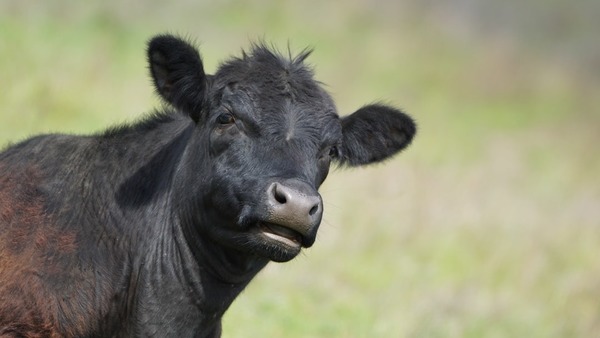 Comment appelle-t-on une jeune vache qui n'a pas encore porté (nom rare) ?