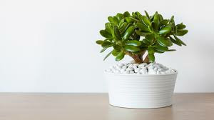 Donnez le nom usuel de cette plante ?