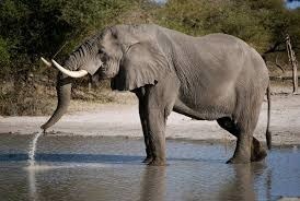 L'éléphant est le plus grand mammifère au monde.