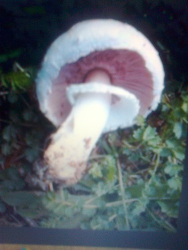 Agaric Champetre :