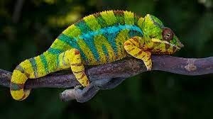 Quel reptile africain fait en sorte que sa peau prenne la couleur du milieu où il évolue ?