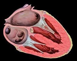 A parede exterior do coração humano é composta por três camadas. Quais são?