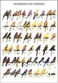 Il y a entre 9 000 et 10 000 espèces d'oiseaux dans le monde.