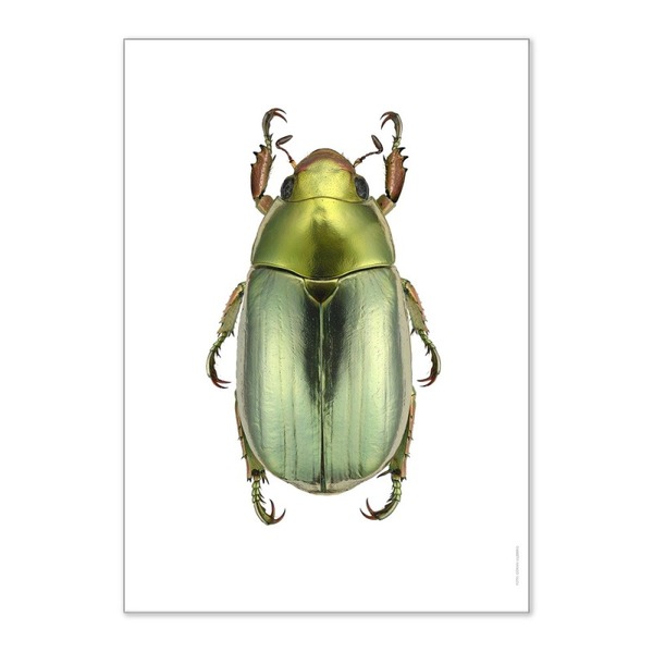 Comment dit-on "scarabée" en espagnol ?