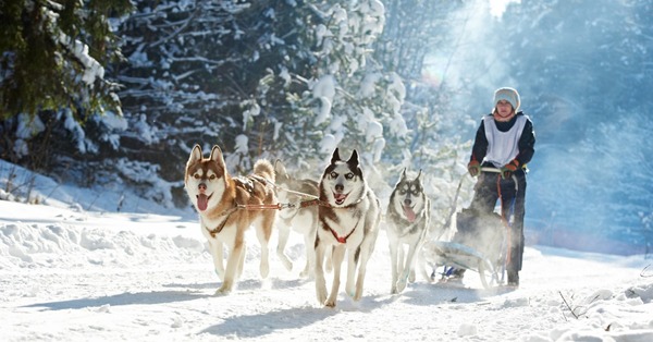 Uel est le nom donné à un conducteur de traîneau à neige tiré par un attelage de chiens ?